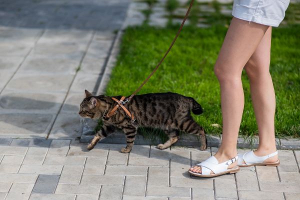 paseo con gato para mejorar bienestar en la menopausia y reducir ansiedad