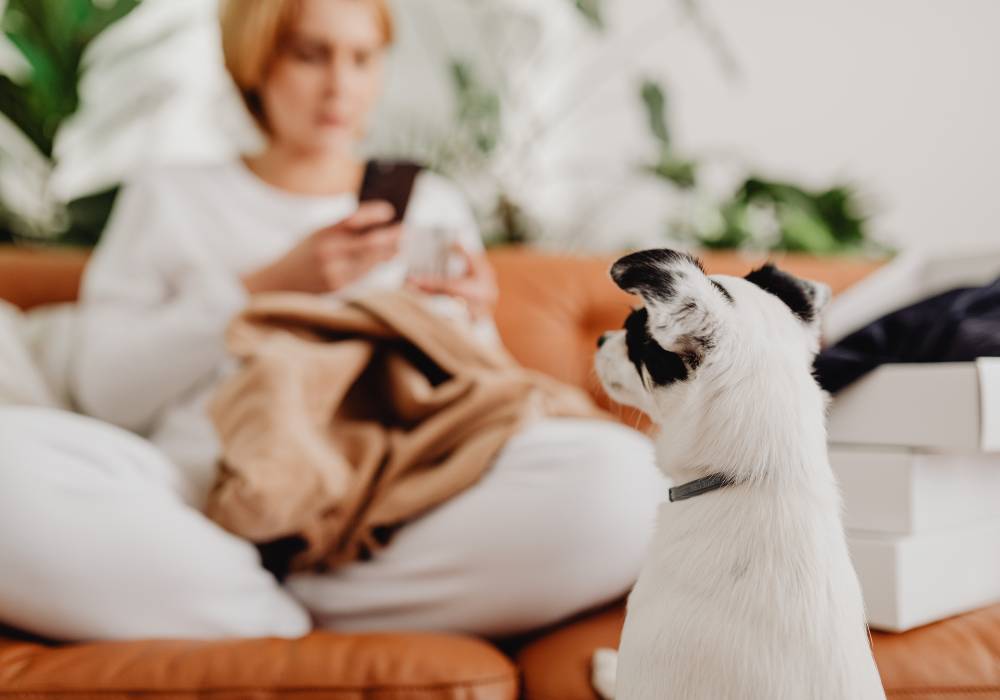 Perro observando a su dueña como muestra de vínculo emocional
