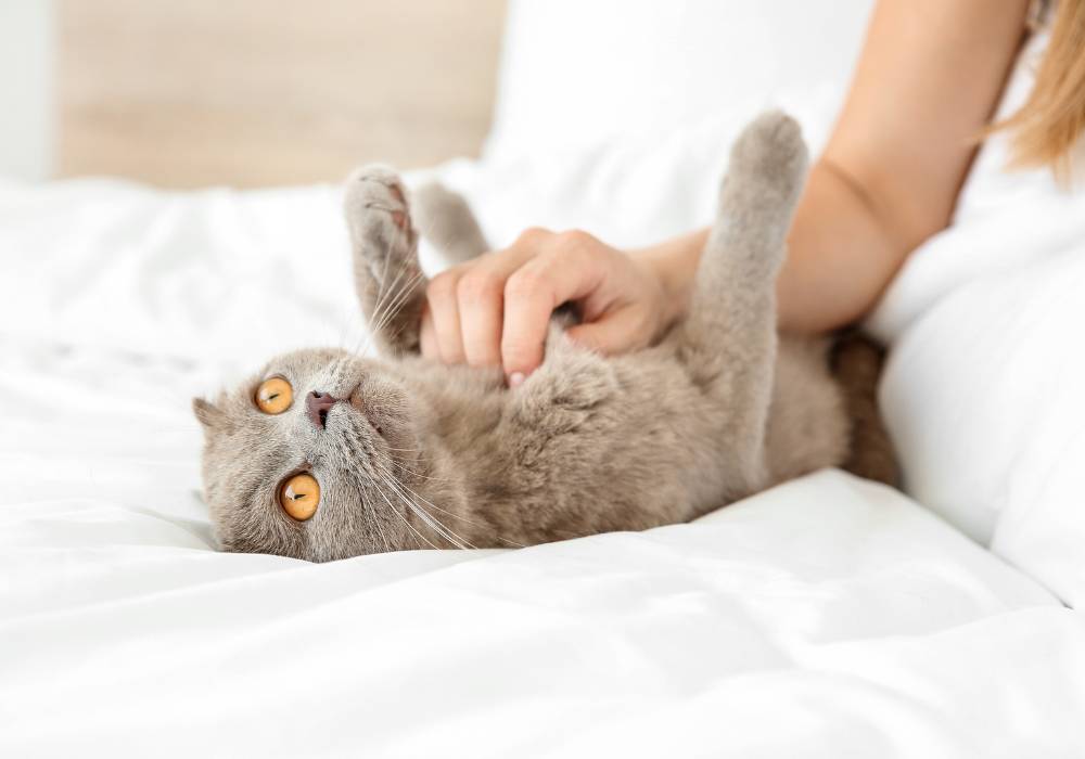 Mujer acariciando a su gato antes de dormir como parte de su rutina nocturna durante la menopausia