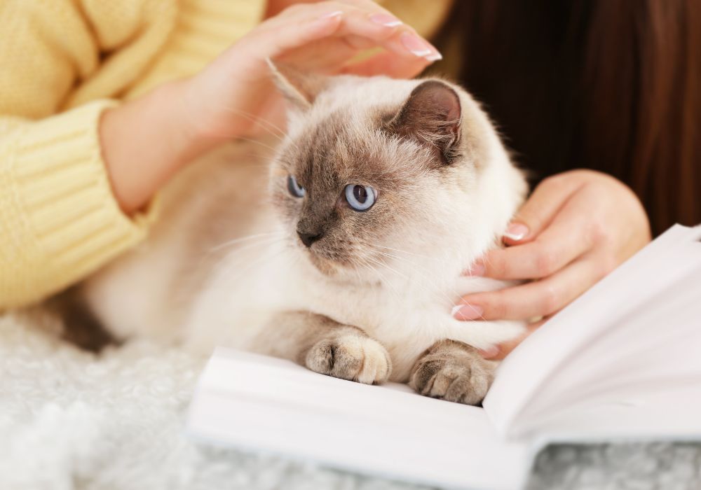 Mano de mujer soltando la culpa e hiperresponsabilidad en la menopausia mientras acaricia a su gata