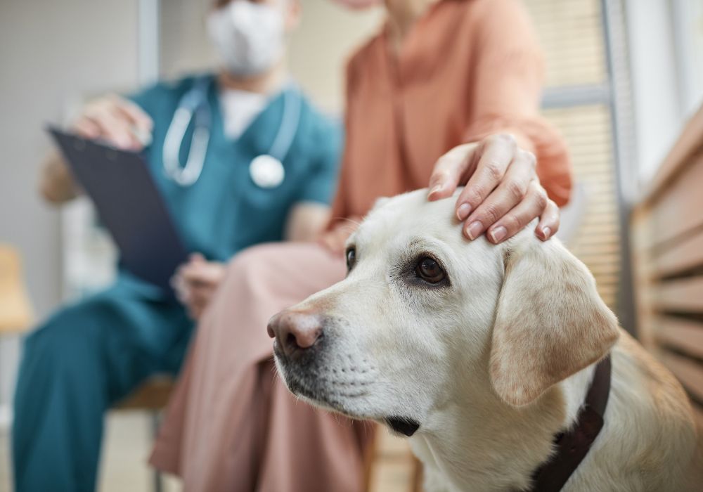 Perra con su dueña en el veterinario como muestra de que los cuidados son una parte esencial del acompañamiento en la menopausia de tu perra y su envejecimiento